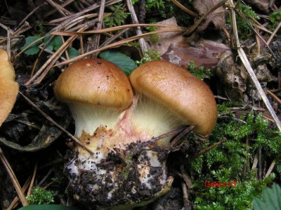 Cortinarius_nanceiensis2.JPG