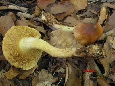 Cortinarius_nanceiensis.JPG