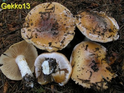 Cortinarius_turmalis2.JPG