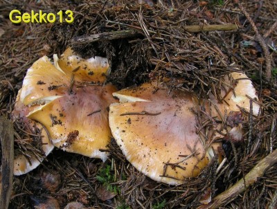 Cortinarius_turmalis.JPG