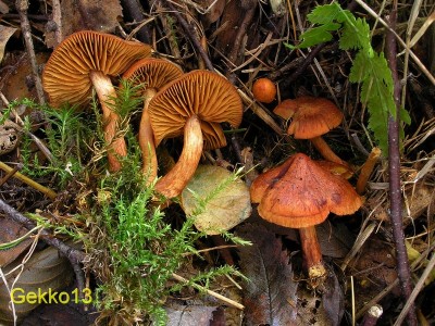 Cortinarius uliginosus.JPG