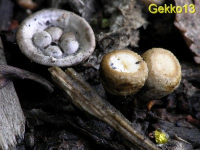 Cyathus_olla2.JPG