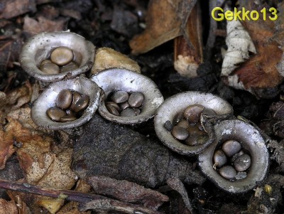 Cyathus_olla4.JPG