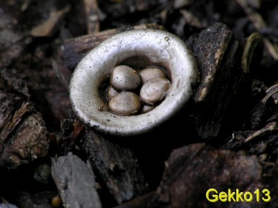 Cyathus_olla.JPG