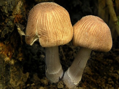DSCN0744.jpg