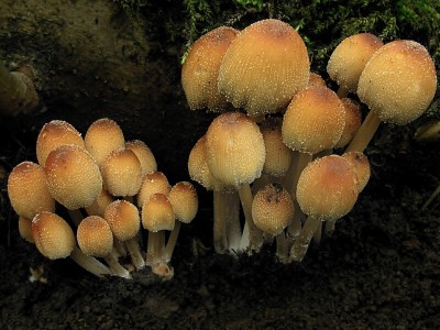 DSCN0820.jpg