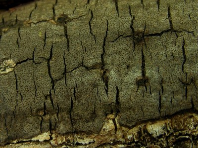 DSCN0952.jpg