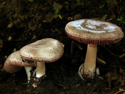 DSCN1521.jpg