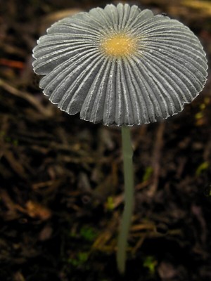 DSCN1739.jpg