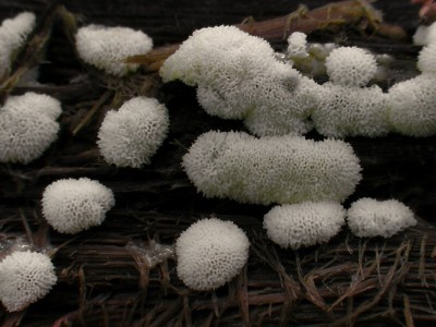 DSCN2048.jpg