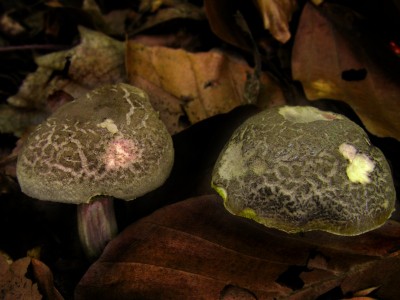 DSCN2129.jpg