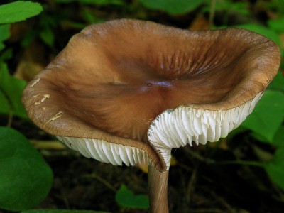 DSCN2400.jpg