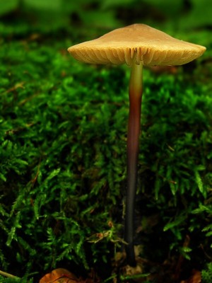 DSCN2473.jpg