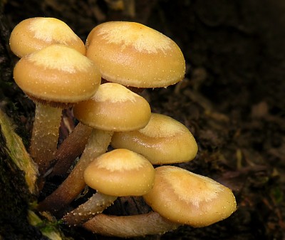 DSCN2681.jpg