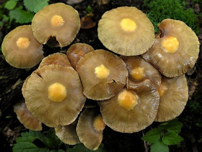 DSCN2707.jpg