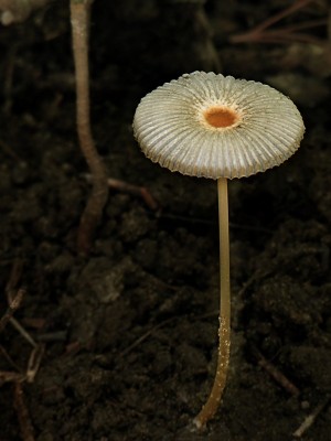 DSCN3001.jpg