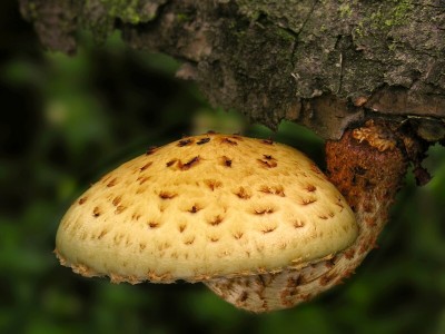 DSCN3383.jpg