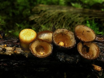 DSCN3594.jpg
