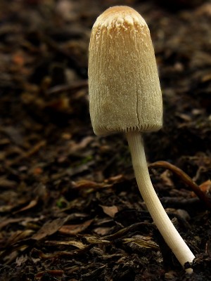 DSCN3835.jpg