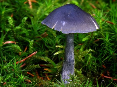 DSCN4008.jpg