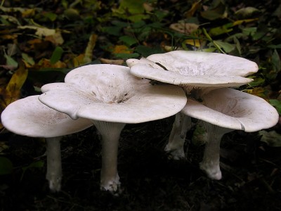 DSCN4026.jpg