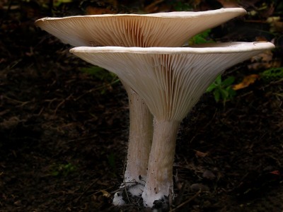 DSCN4032.jpg