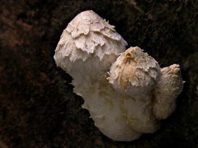 DSCN4103.jpg