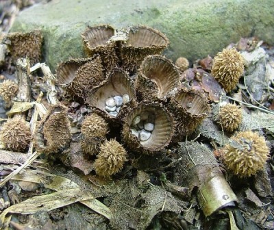 enka rhovan  - Cyathus striatus (5).jpg