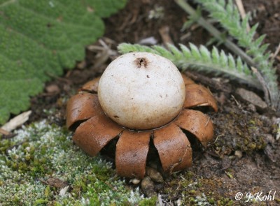 floriforme2.jpg