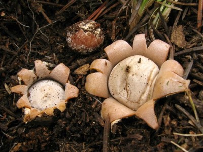 floriforme-tomas-pavelka.jpg