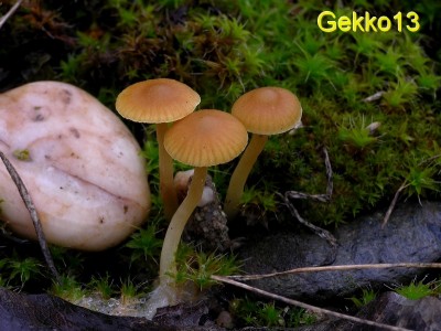 Galerina leavis1.jpg
