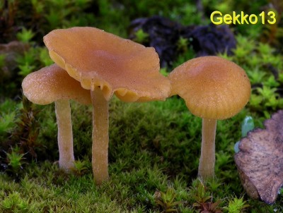 Galerina leavis3.jpg