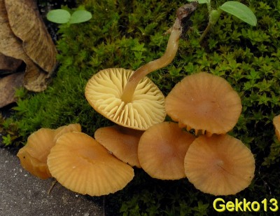 Galerina leavis4.jpg