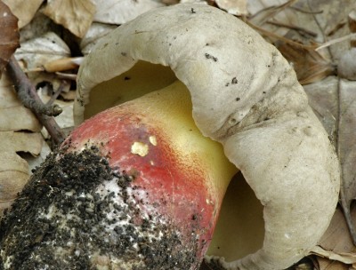 h_ib_k_____-_boletus_calopus__4__112[1].jpg