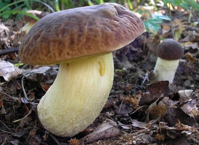 h_ib_skvrnit__4_692[1].jpg