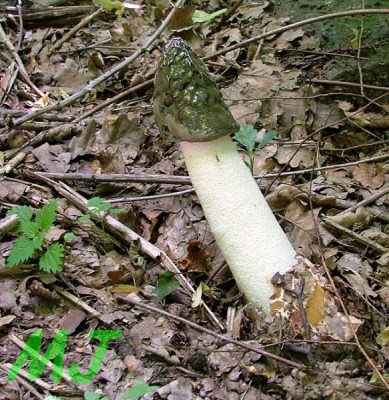 Hadovka_smrduta_Phallus_ impudicus1.jpg