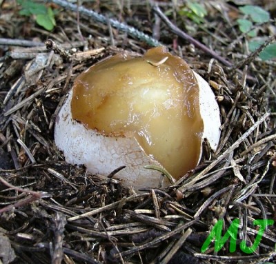 Hadovka_smrduta_Phallus_ impudicus2.jpg