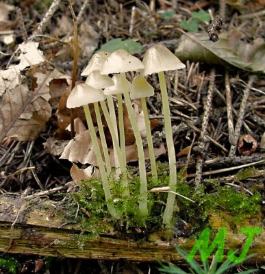 Helmovka_slizka_Mycena_epipterygia1.jpg