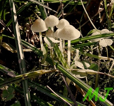 Helmovka_slizka_Mycena_epipterygia.jpg