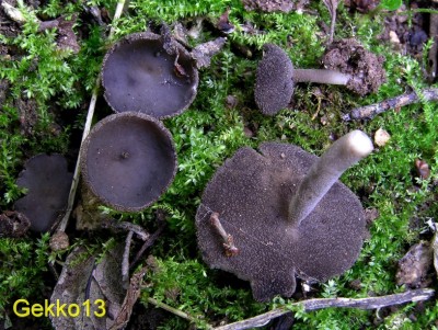 Helvella villosa2.JPG