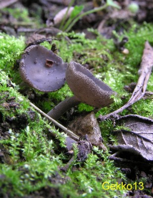 Helvella villosa3.JPG