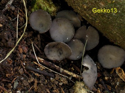 Helvella villosa4.JPG