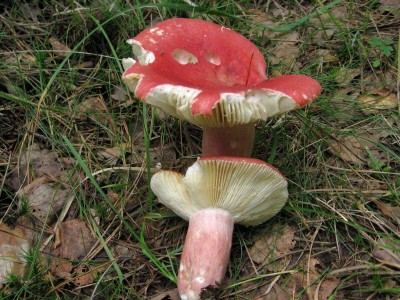 Holubinka_krvava_Russula_sanguinaria.jpg