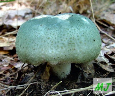 Holubinka nazelenal -  Rusulla virescens (16).jpg