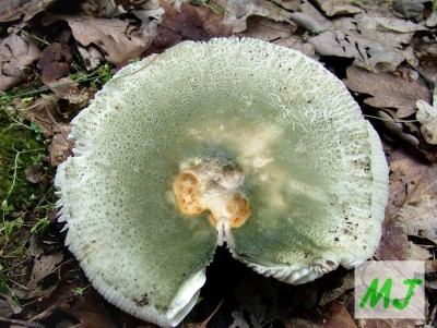 Holubinka nazelenal -  Rusulla virescens (20).jpg
