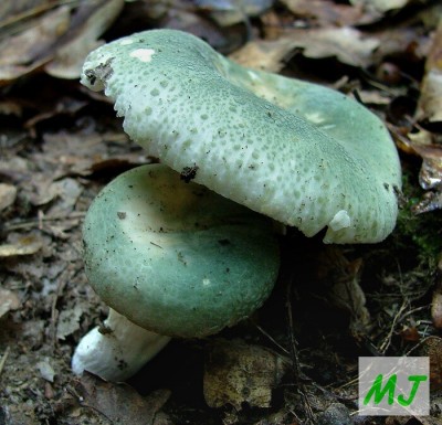 Holubinka nazelenal -  Rusulla virescens (7).jpg