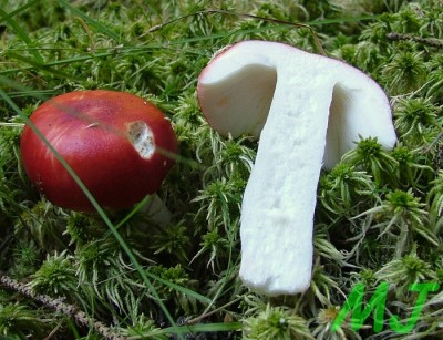 Holubinka_vrhavka_Russula_emetica (2).jpg