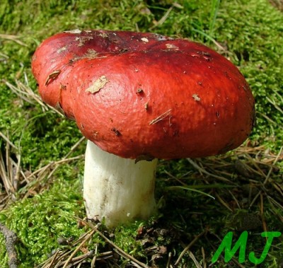 Holubinka_vrhavka_Russula_emetica_silvestris.jpg