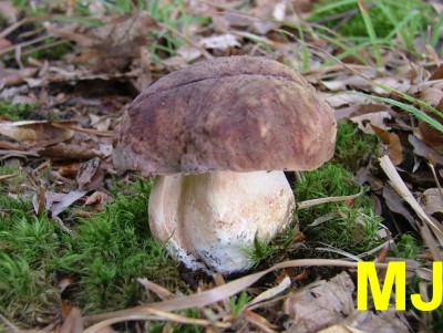 Hrib_borovy_Boletus_pinophilus1.jpg