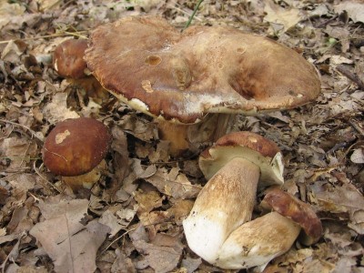 Hrib_dubovy_Boletus_ reticulatus (1).jpg